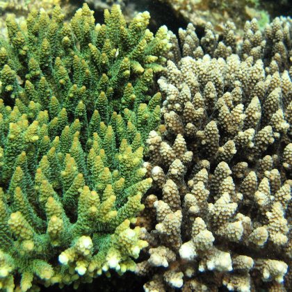 A network of well-connected reefs with abundant herbivorous fish populations are needed to maintain long-term reef resilience.